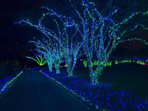 A pathway lined with trees illuminated by vibrant blue and green lights at night.