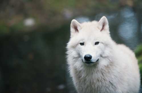 A close-up of a white Arctic wolf standing near a body of water, with a soft focus background.