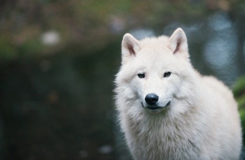 A close-up of a white Arctic wolf standing near a body of water, with a soft focus background.