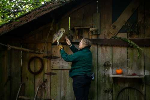 A person in a green jacket holds a hawk inside a rustic wooden shed, with a small pumpkin on a shelf nearby.