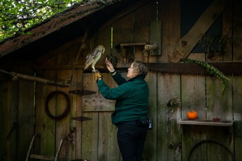 A person in a green jacket holds a hawk inside a rustic wooden shed, with a small pumpkin on a shelf nearby.