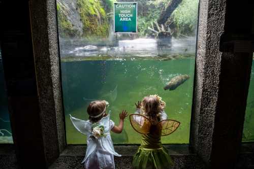 Two children in costumes, one as an angel and the other as a fairy, gaze at aquatic life through a large aquarium window.