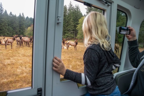 A child looks out of a vehicle window at a herd of elk in a grassy field, while another person takes a photo.