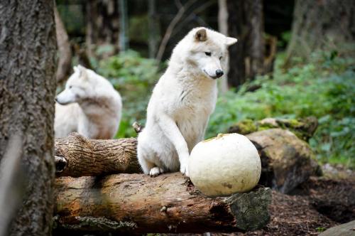 Two white wolves in a forest setting, one sitting on a log next to a large white pumpkin.