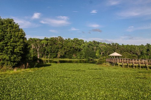 A serene landscape featuring a wooden pier, lush greenery, and calm waters under a clear blue sky.