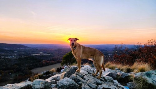 A dog stands on a rocky outcrop, silhouetted against a vibrant sunset over a valley.