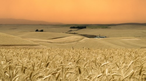 Golden wheat fields stretch across rolling hills under a vibrant orange sky at sunset.