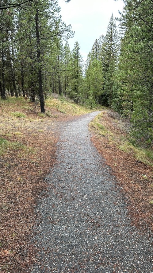 A winding gravel path through a forest of tall green trees and scattered pine needles.