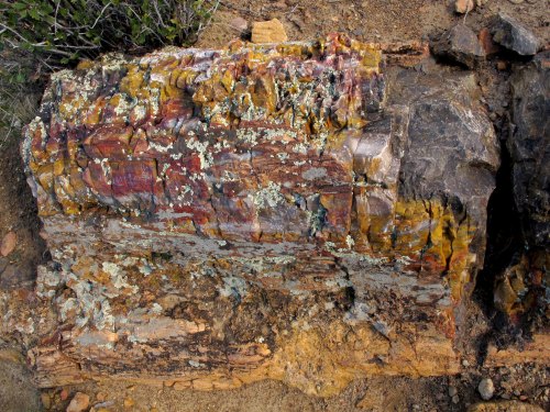 A close-up of a colorful, polished piece of petrified wood with lichen on its surface, set against a rocky background.