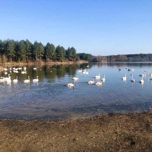 A serene lake scene with swans swimming, surrounded by trees and clear blue skies.