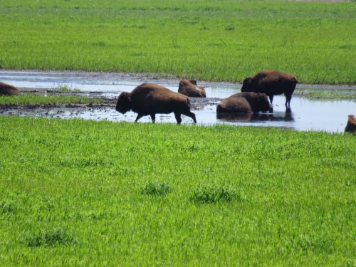 A group of bison wading in a shallow pond surrounded by lush green grass.