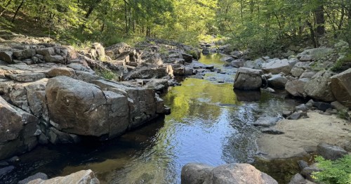 A small creek carves through a forest with large rocks.