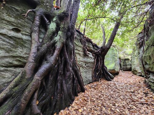 A narrow path between moss-covered rock walls, with large tree roots and fallen leaves scattered on the ground.