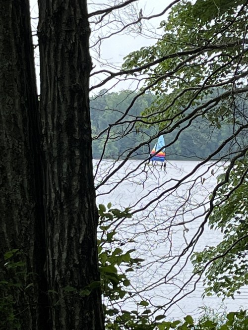 A colorful sailboat on a calm lake, framed by trees and branches in the foreground.