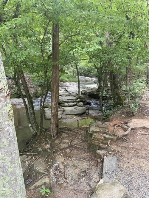 A serene forest scene featuring a small stream flowing over rocks, surrounded by lush green trees and roots.