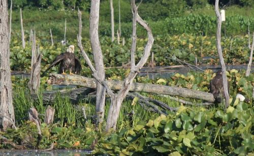 Two eagles perched on a fallen log in a lush, green wetland surrounded by water and vegetation.