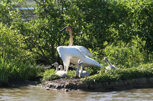 A white swan stands near a group of cygnets on a grassy bank by the water, surrounded by lush greenery.