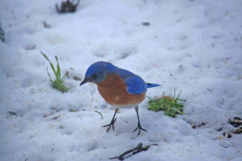 A bluebird with a bright blue head and orange-brown chest stands on snowy ground, surrounded by patches of grass.