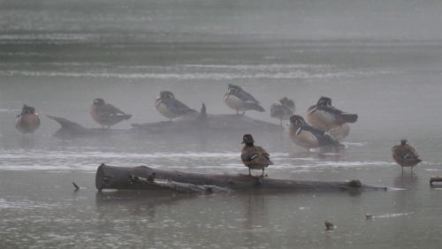 A group of ducks resting on a log in a misty, calm water setting.