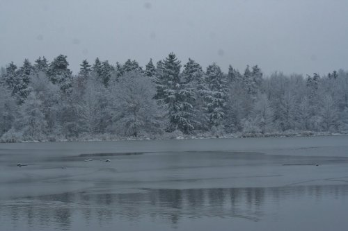 A serene winter scene featuring a frozen lake surrounded by snow-covered trees under a gray sky.