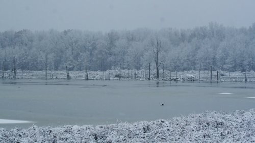 A serene winter landscape featuring a snowy lake surrounded by frosted trees and a gray, overcast sky.