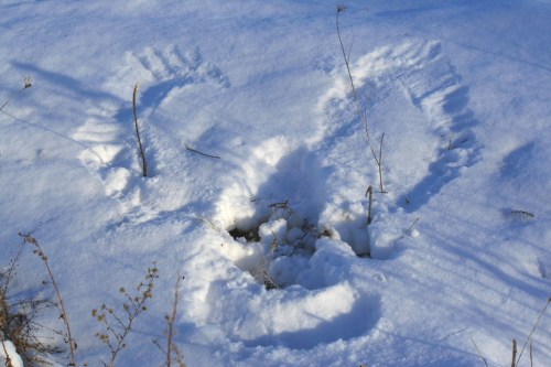 Footprints and handprints in the snow, surrounded by sparse grass and twigs.