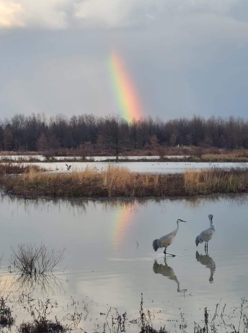 Two cranes stand in a calm wetland, reflecting in the water, with a vibrant rainbow arching in the cloudy sky above.