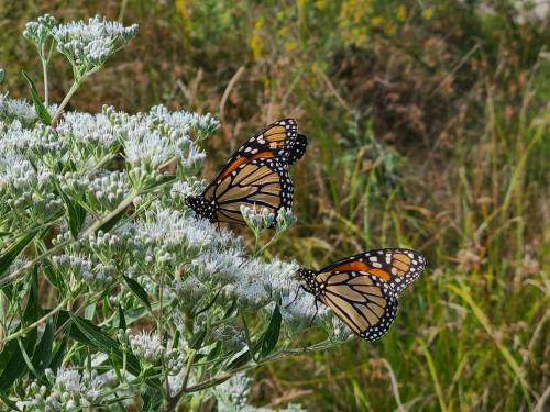 Two monarch butterflies perched on white flowering plants in a grassy field.
