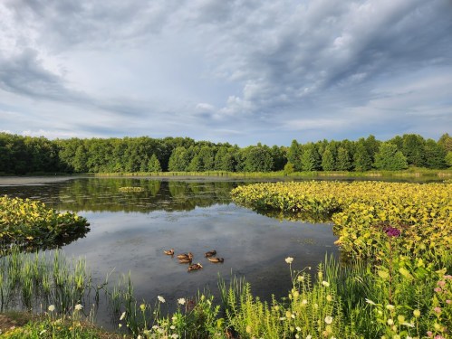 A serene lake surrounded by lush greenery and yellow water lilies, with ducks swimming peacefully.