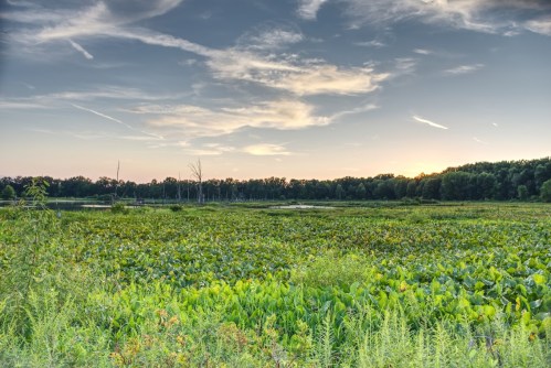 A serene landscape featuring a lush green wetland under a colorful sky at sunset, with trees in the background.