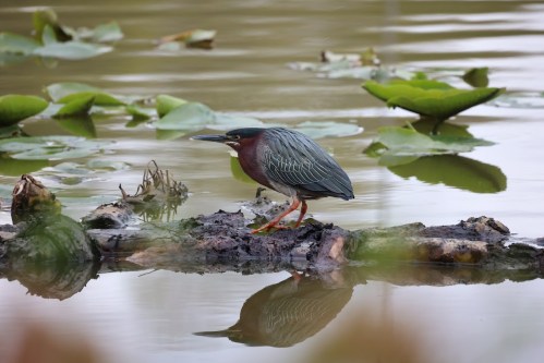 A green heron stands on a log in a calm waterway, surrounded by lily pads and reflections in the water.