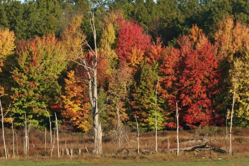 Vibrant autumn trees in shades of red, orange, and yellow, with a dry tree and wooden posts in the foreground.