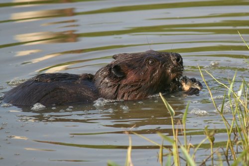 A beaver swimming in a pond, with ripples around it and green grass in the foreground.