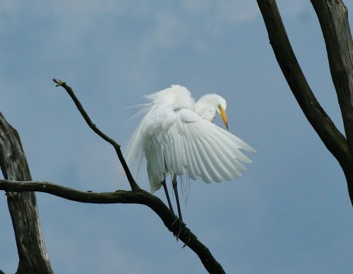 A white bird with outstretched wings perched on a bare tree branch against a cloudy sky.