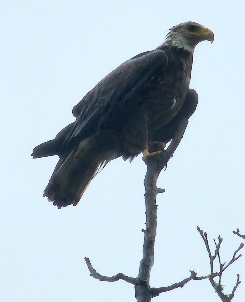 A bald eagle perched on a bare tree branch against a cloudy sky.