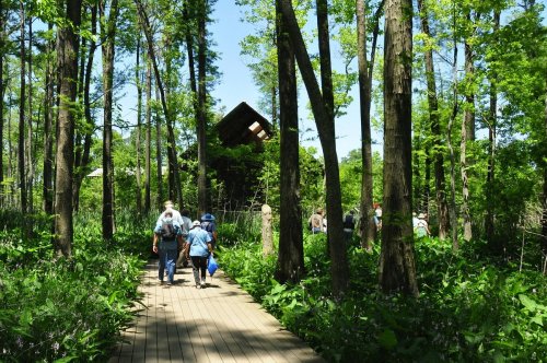 A group of people walking along a wooden path through a lush green forest on a sunny day.