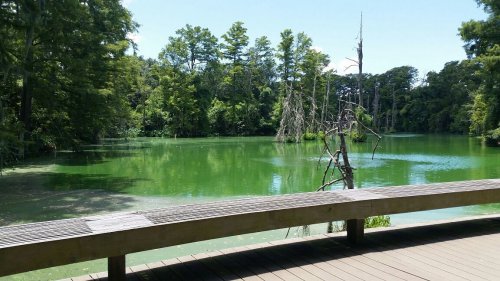A serene green lake surrounded by trees, with a wooden deck in the foreground and clear blue skies above.
