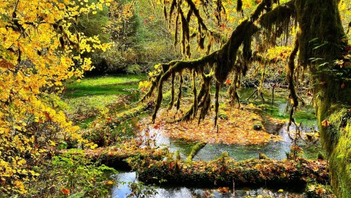 A serene autumn scene with vibrant yellow leaves, moss-covered branches, and a tranquil pond surrounded by nature.