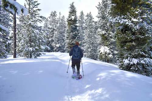 A person snowshoeing through a snowy forest, surrounded by tall evergreen trees.