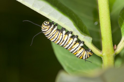 Close-up of a striped caterpillar resting on a green leaf, showcasing its distinctive black and yellow markings.