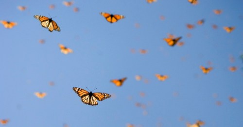 A swarm of orange and black butterflies flying against a clear blue sky.