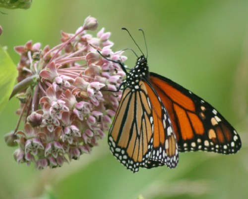 A monarch butterfly perched on a cluster of pink flowers, showcasing its vibrant orange and black wings.