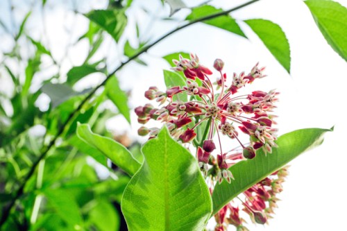 Close-up of vibrant pink and white flowers surrounded by green leaves against a bright sky.