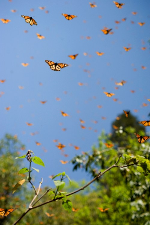 A vibrant sky filled with numerous orange and black monarch butterflies fluttering above green foliage.