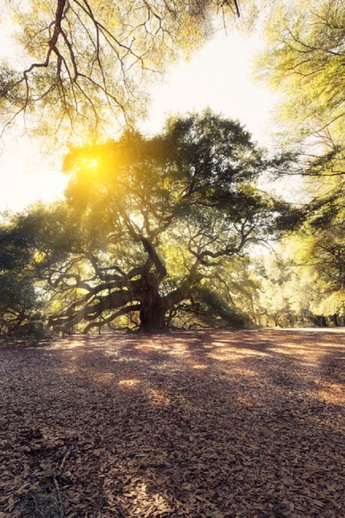 A large tree with sprawling branches bathed in golden sunlight, surrounded by a carpet of fallen leaves.