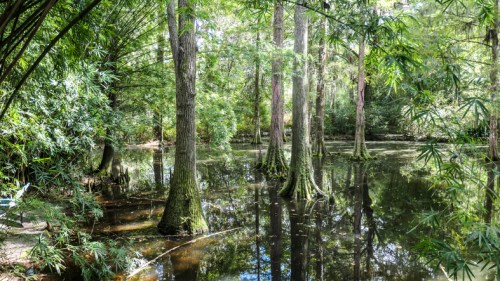 Lush green forest with tall trees reflected in calm water, surrounded by dense foliage and a serene atmosphere.