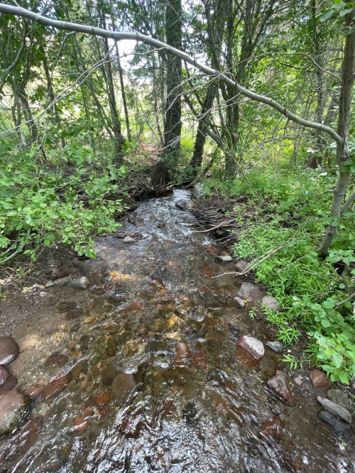 A small, clear stream flows through a lush green forest, surrounded by trees and rocks.