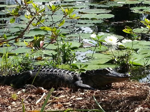 An alligator rests near a pond with lily pads and a white water lily in the background.