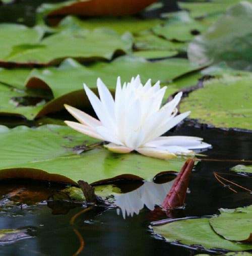 A white water lily blooms on a pond, surrounded by green lily pads and reflecting in the water.