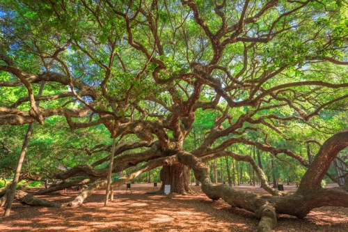 A large, sprawling tree with wide branches and lush green leaves in a serene forest setting.